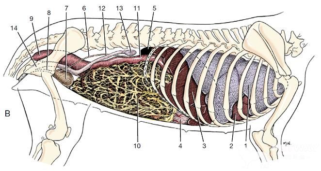 犬内脏解剖图